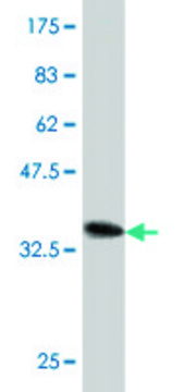 Monoclonal Anti-SMAD7 antibody produced in