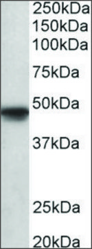 Anti-POU3F1 antibody produced in goat