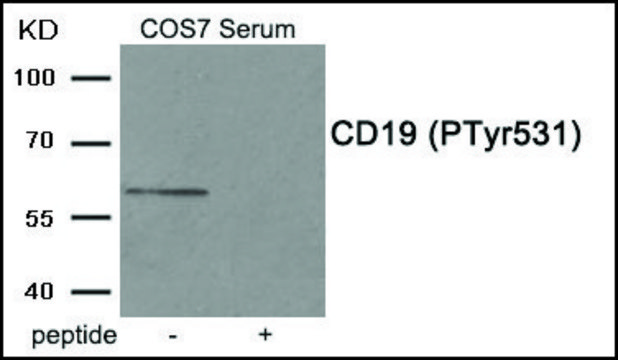 Anti-phospho-CD19 (pTyr?³¹) antibody produced in