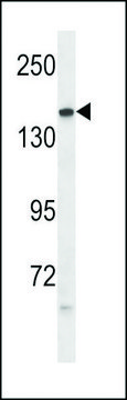 ANTI-PTPRG (CENTER) antibody produced in