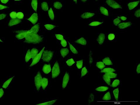 Anti-PSMD10 antibody produced in rabbit