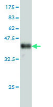 Monoclonal Anti-ATP2B1 antibody produced in