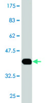 Monoclonal Anti-HAAO antibody produced in