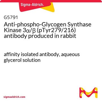 Anti-phospho-Glycogen Synthase Kinase 3?/? (pTyr279/216)
