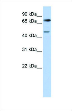 Anti-DTL antibody produced in rabbit
