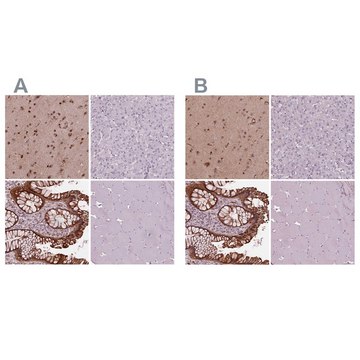 Anti-SRI antibody produced in rabbit