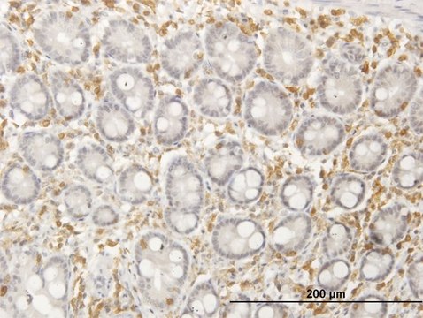 Anti-SEPT12 antibody produced in mouse