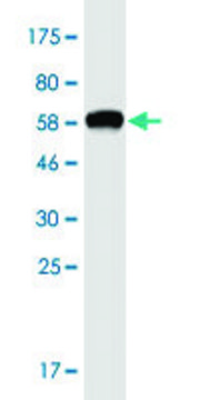 Monoclonal Anti-OTUD6B antibody produced in