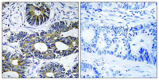 Anti-EIF1AY antibody produced in rabbit