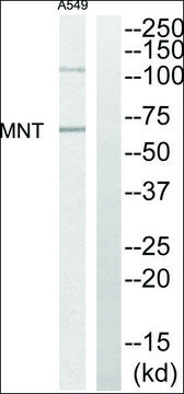 Anti-MNT antibody produced in rabbit
