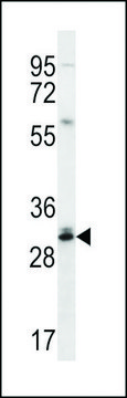 ANTI-DULLARD (CENTER) antibody produced in