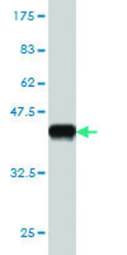 Monoclonal Anti-BARHL1 antibody produced in