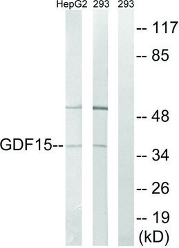Anti-GDF15 antibody produced in rabbit