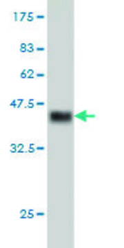 Monoclonal Anti-CHRM2 antibody produced in