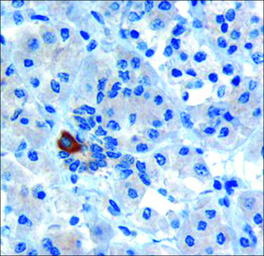 Anti-PAR6 ?/PARD6A antibody produced in