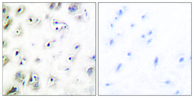 Anti-Amylin antibody produced in rabbit