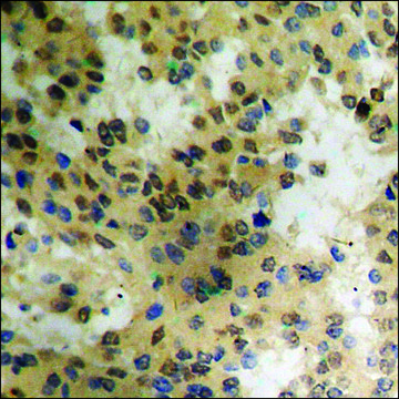 Anti-phospho-eIF4E (pSer²??) antibody produced in