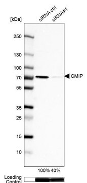 Anti-CMIP antibody produced in rabbit