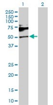 Anti-SH2B1 antibody produced in rabbit