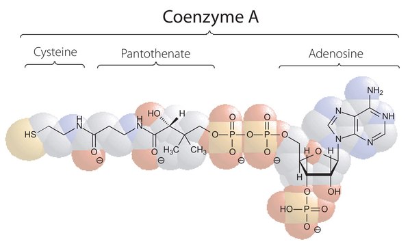 Coenzyme A sodium salt hydrate
