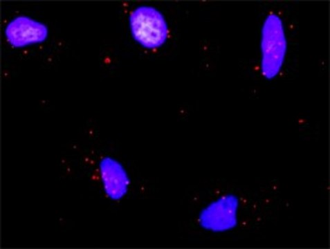 Anti-RUNX1T1 antibody produced in rabbit