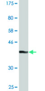 Monoclonal Anti-GLRX2 antibody produced in