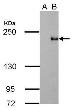 Monoclonal Anti-TET3 antibody produced in
