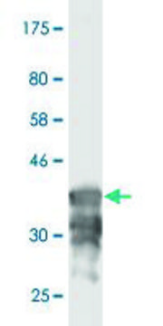 Monoclonal Anti-ATP6AP1 antibody produced in