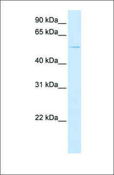 Anti-ACVR1 antibody produced in rabbit