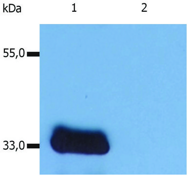 Monoclonal Anti-LIME1 antibody produced in