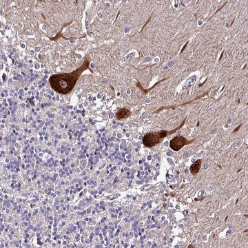 Anti-GRAPL antibody produced in rabbit