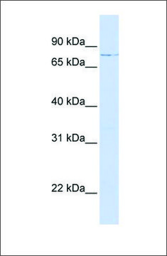 Anti-LCP1 (ab1) antibody produced in