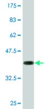 Monoclonal Anti-SIN3A, (N-terminal) antibody produced
