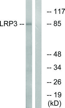 Anti-LRP3 antibody produced in rabbit