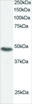 Anti-SNX15 antibody produced in goat
