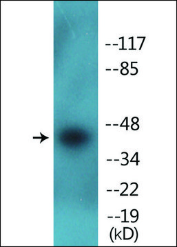 Anti-phospho-CDK9 (pThr¹??) antibody produced in