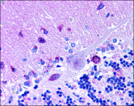 Anti-MFSD2A antibody produced in rabbit