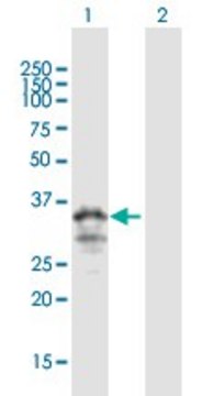 ANTI-MOGAT3 antibody produced in mouse