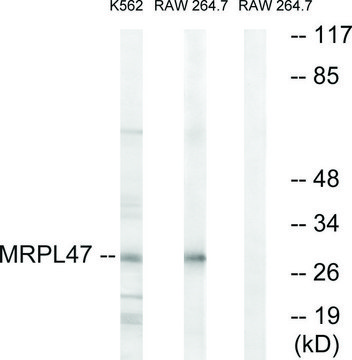 Anti-MRPL47 antibody produced in rabbit