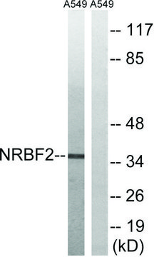 Anti-NRBF2 antibody produced in rabbit
