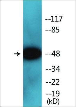 Anti-phospho-Smad2/3 (pThr?) antibody produced in
