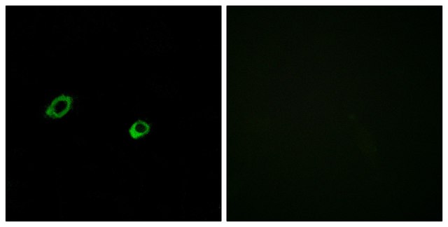 Anti-OR10AG1 antibody produced in rabbit