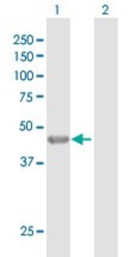 Anti-KRT35 antibody produced in rabbit
