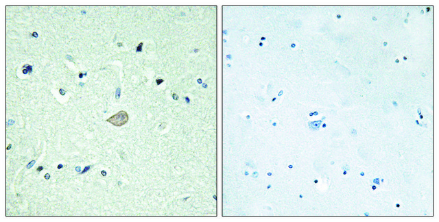 Anti-BAI3 antibody produced in rabbit