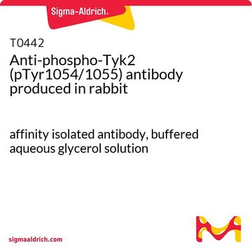 Anti-phospho-Tyk2 (pTyr1054/1055) antibody produced in