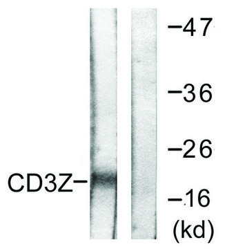 Anti-CD3 ? antibody produced in