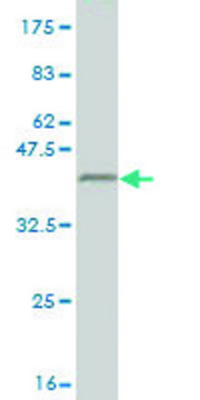 Monoclonal Anti-GGA1 antibody produced in