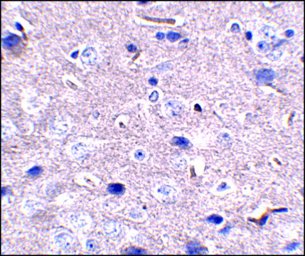 Monoclonal Anti-PD-1 antibody produced in