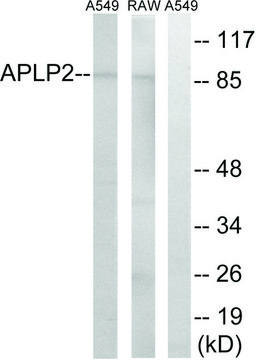 Anti-APLP2 antibody produced in rabbit