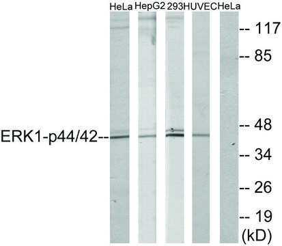 Anti-p44 MAP Kinase antibody produced